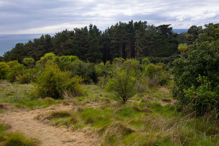 Whaanga Road Raglan_12