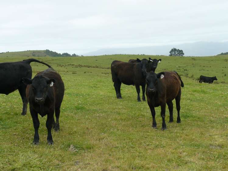 658 Lake Road Kaikohe_8