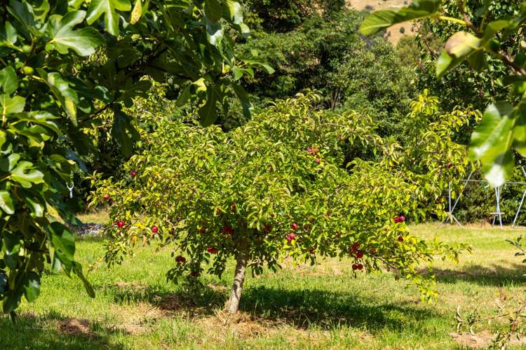 12 Prices Road Havelock_50