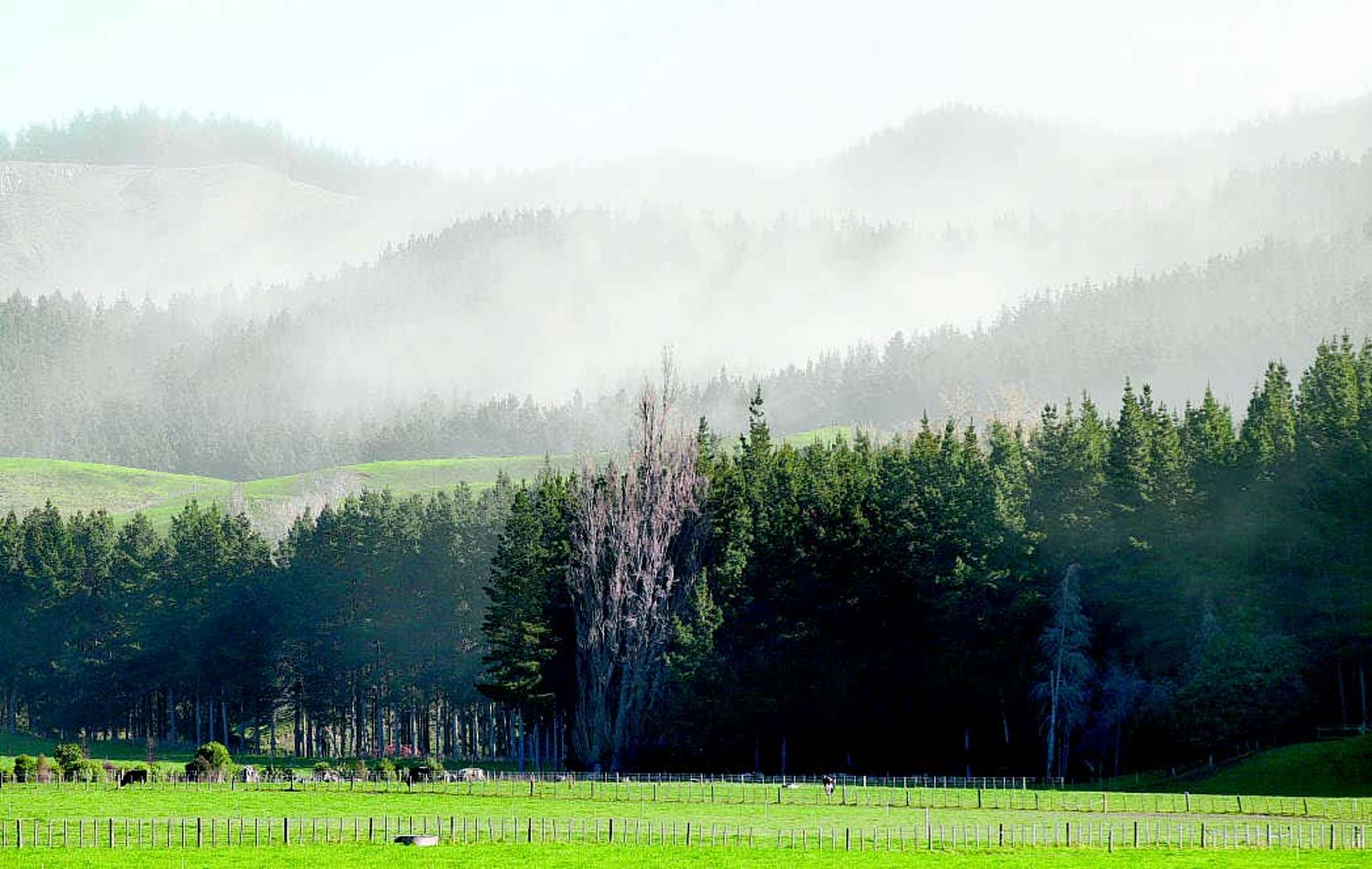 More farms snapped up for pines