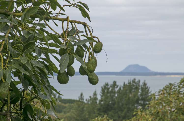 252a Kauri Point Road Hauraki Surrounds_9