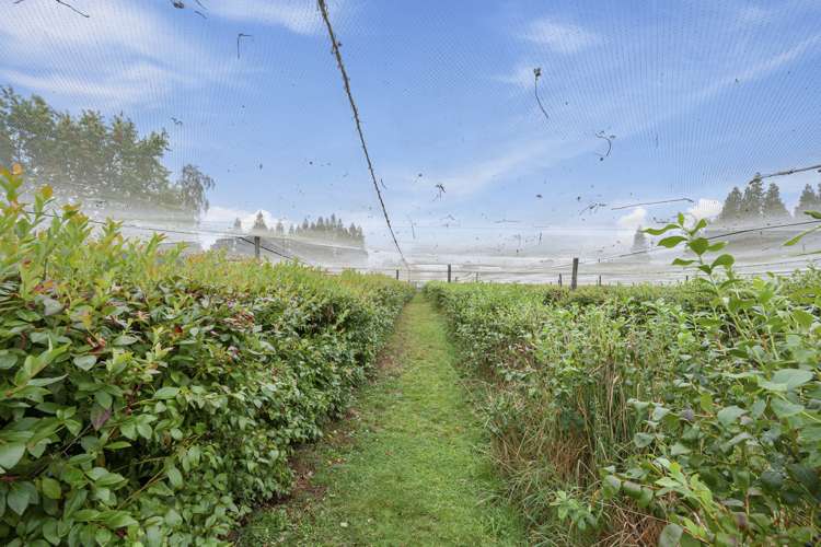 40 Owhango Road Owhango_20