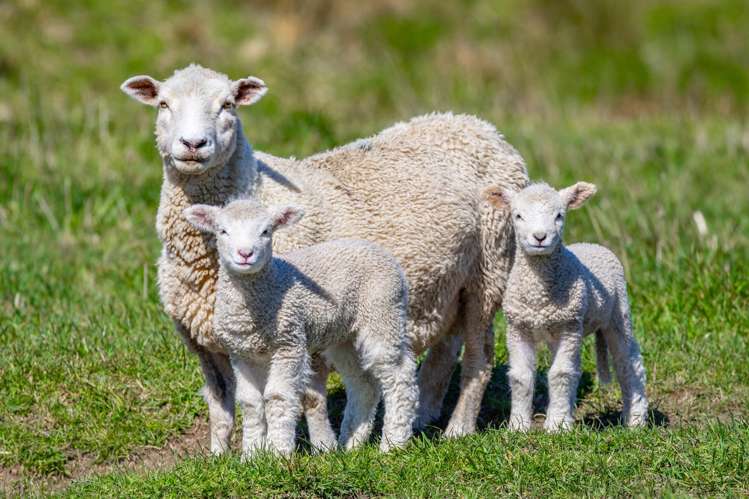 3487 State Highway 63 Wairau Valley_13