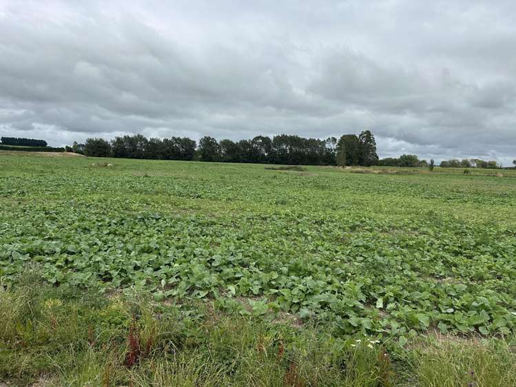 150 Hedgehope Block Road Hedgehope_19