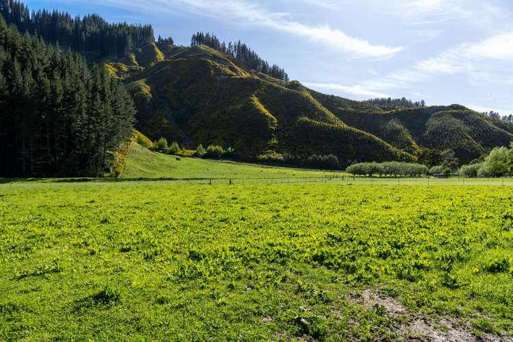 208 Mount Riley Road Okaramio_7