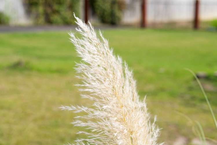 6 Holiday Road Stanmore Bay_7