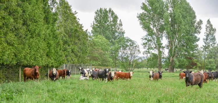 114 Derretts Road Hororata_2