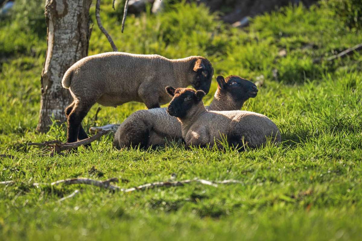 161 Waikoukou Valley Road_3