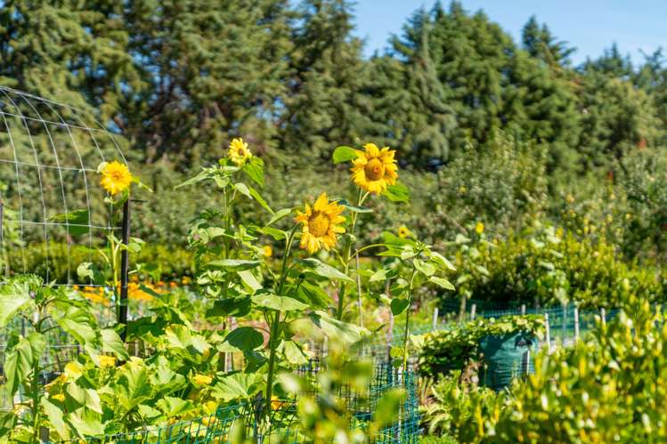 34 Bidwills Cutting Road Greytown_40