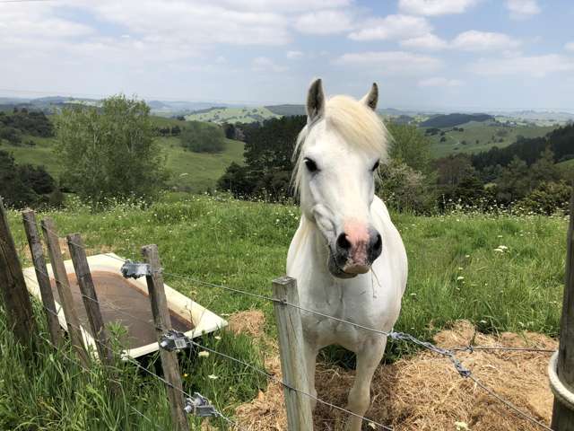 2775 Paparoa-Oakleigh Road Paparoa_4
