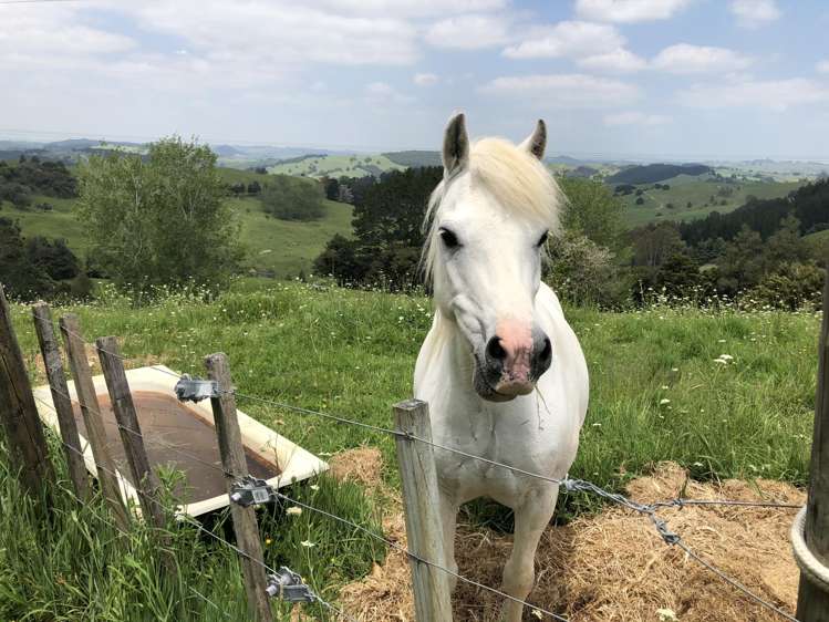 2775 Paparoa-Oakleigh Road Paparoa_4