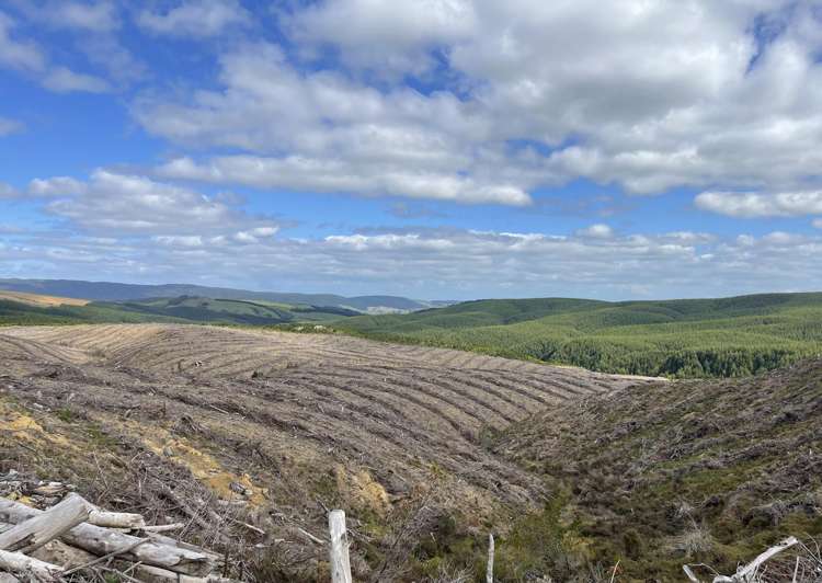 Waipori Road (69.9750 ha) Waipori_2