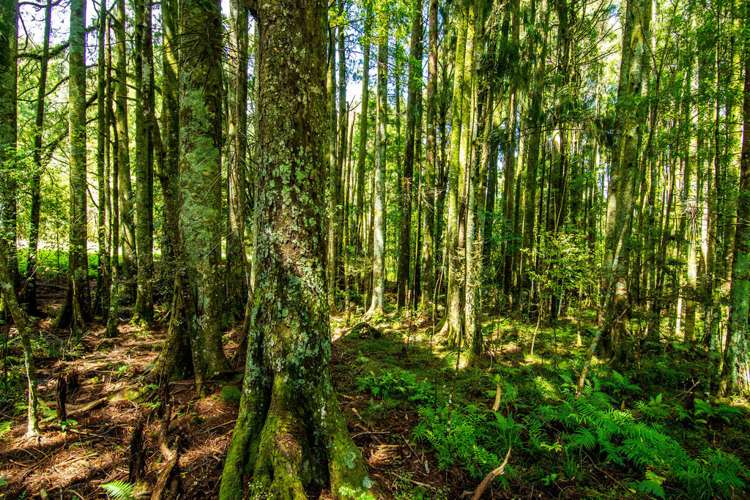 210 Waitekauri Road Waikino_24