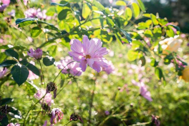 42 Snooks Road Maungatapere_27