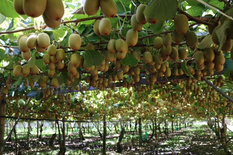 411 Te Rahu Road Whakatane_8