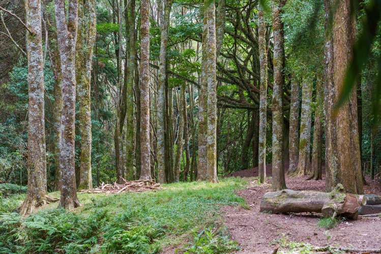 288 Oropi Gorge Road Oropi_41