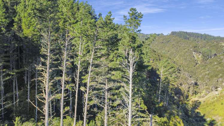 1 State Highway 2 Taneatua_17