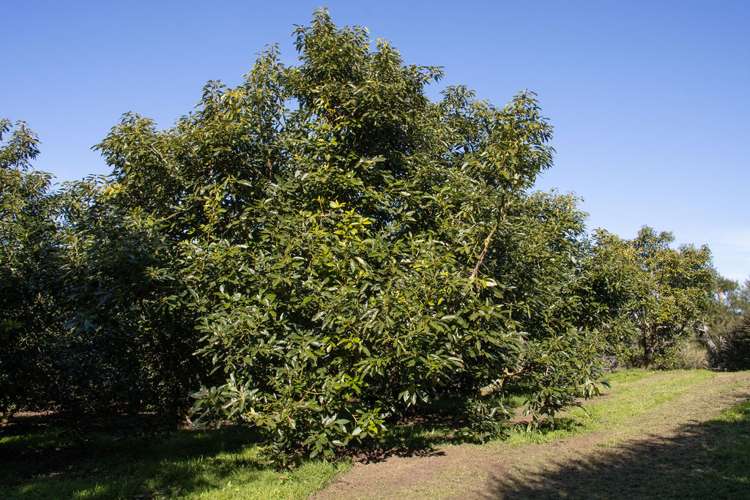 231 Walford Road Aongatete_9