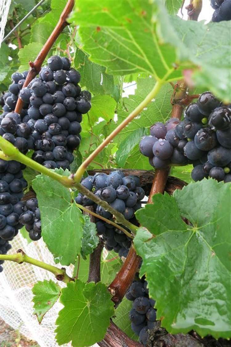 157 Church Road Waipara_19