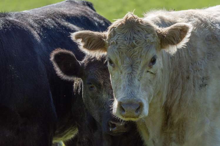 795 Omihi Road Waipara_13