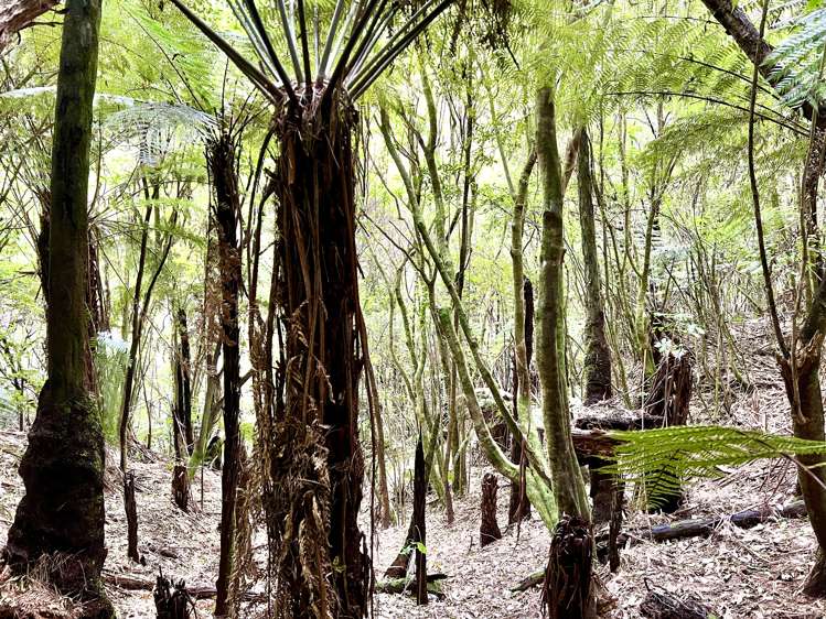 637a Awahou Road Murupara Surrounds_13