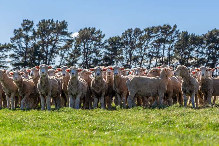 279 Waipara Flat Road Waipara_21