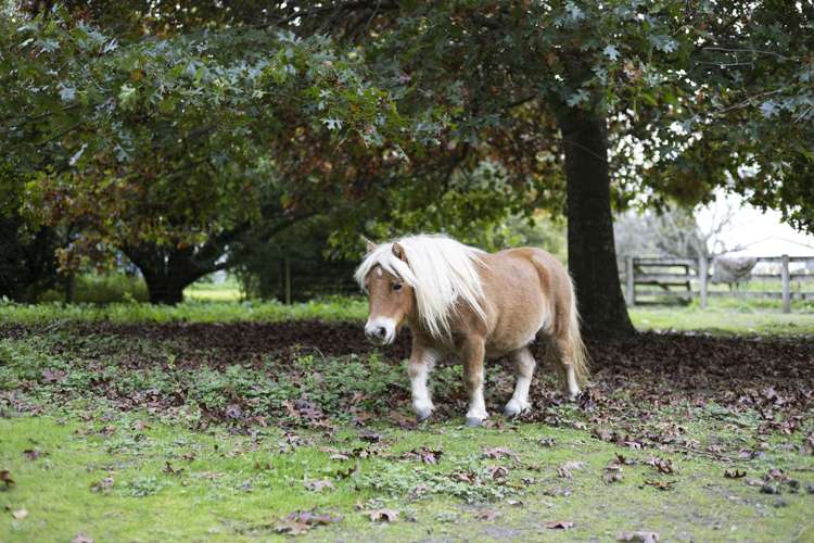 37 Smalley Road Glenbrook_14