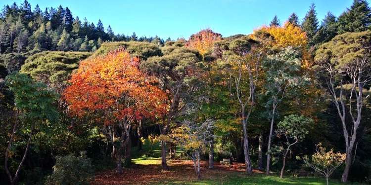 311 Wakari Road Helensburgh_35