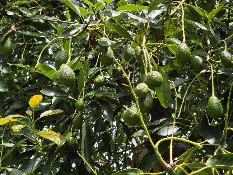 232C Williams Road North Pyes Pa_24