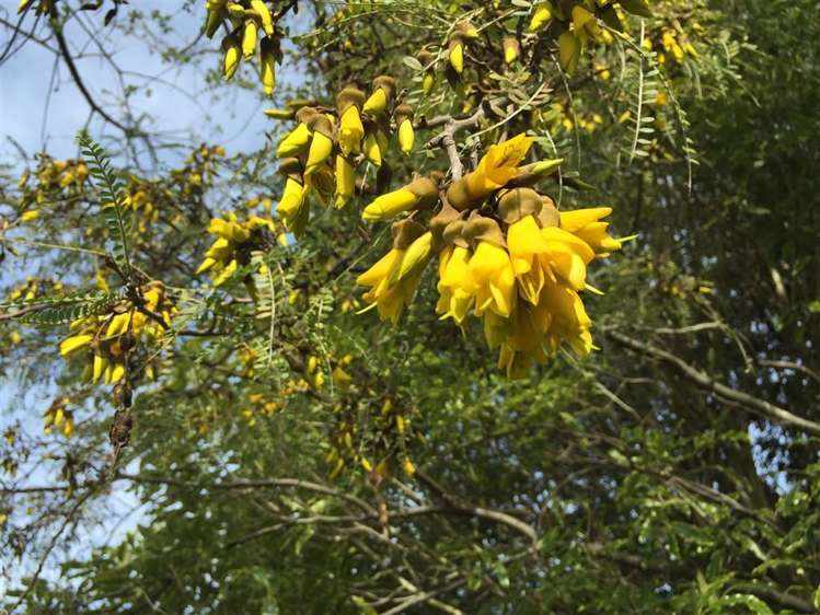 1439 Loburn Whiterock Road Loburn_20