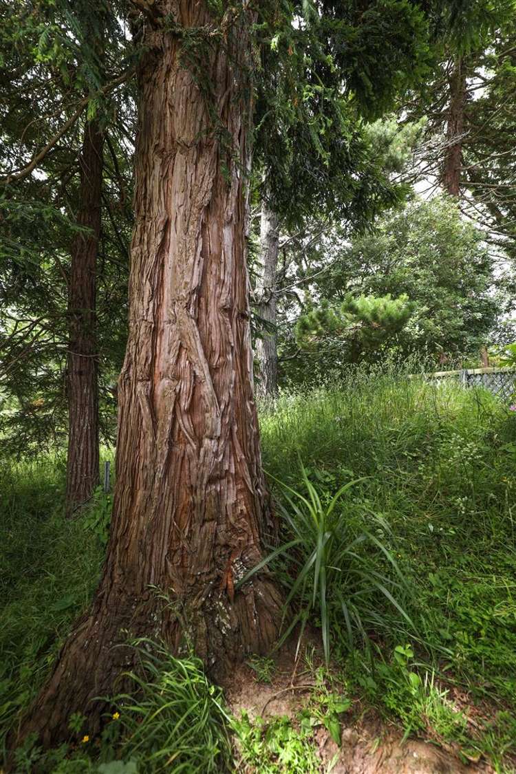 114a Plantation Road Rangiriri_29