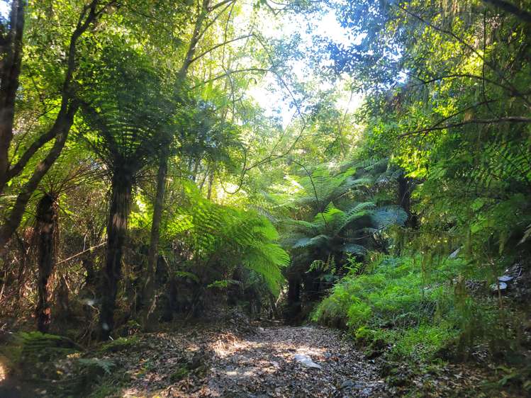 254 Doughboy Road Kokatahi_48