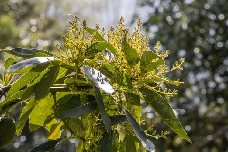 19 Henry Road Katikati_25