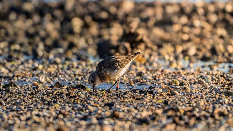 40 Rothschild Terrace Waiheke Island_34