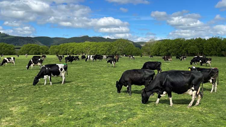 650 Koi Flat Road Gore Surrounds_11