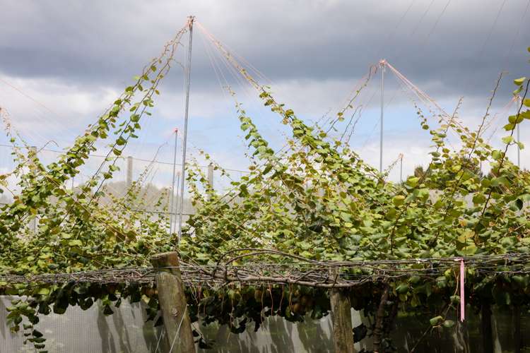 881b Te Matai Road Te Ranga_6