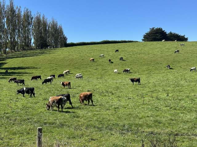 11 Domain Road and 2308 Glencoe Highway Hedgehope_2