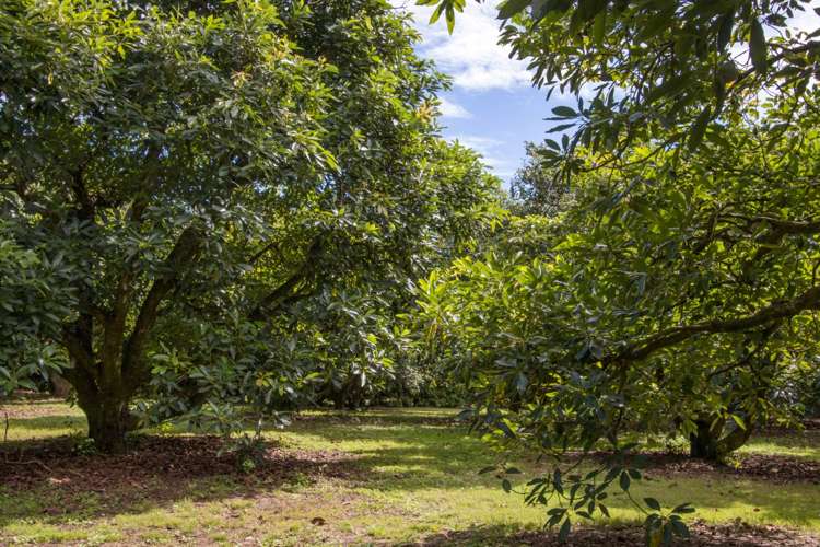 43 Thompsons Track Aongatete_19