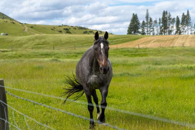 23 Klifden Road Oturehua_21