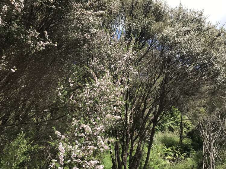 Bowen Road Eketahuna_9