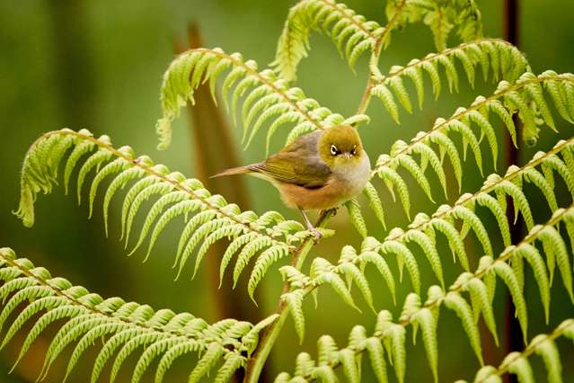 Nestled in Nature on Ngahere