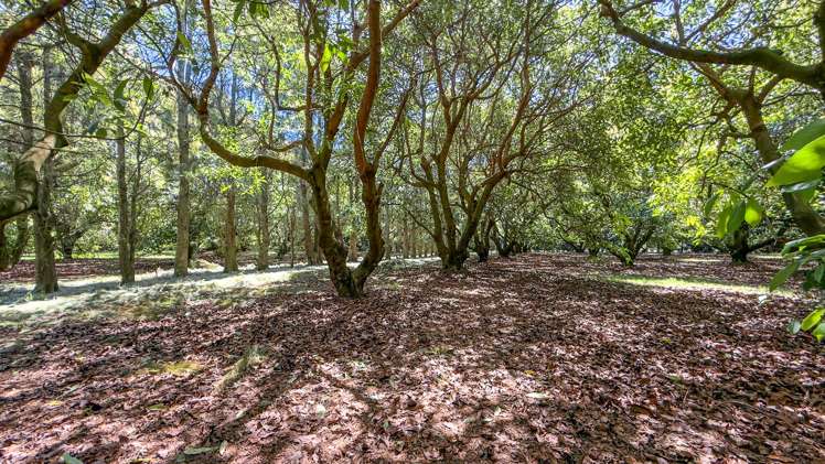 25 Orua Lane Whenuakite_4