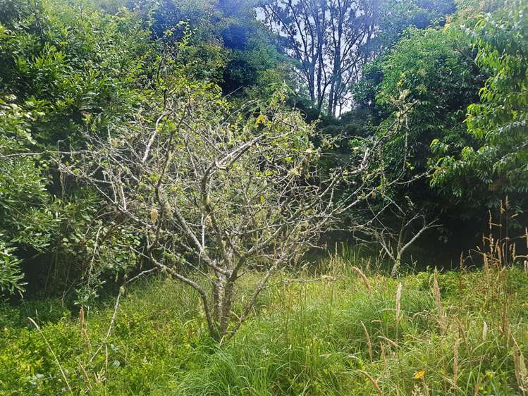 914 Whakapirau Road Whakapirau_11