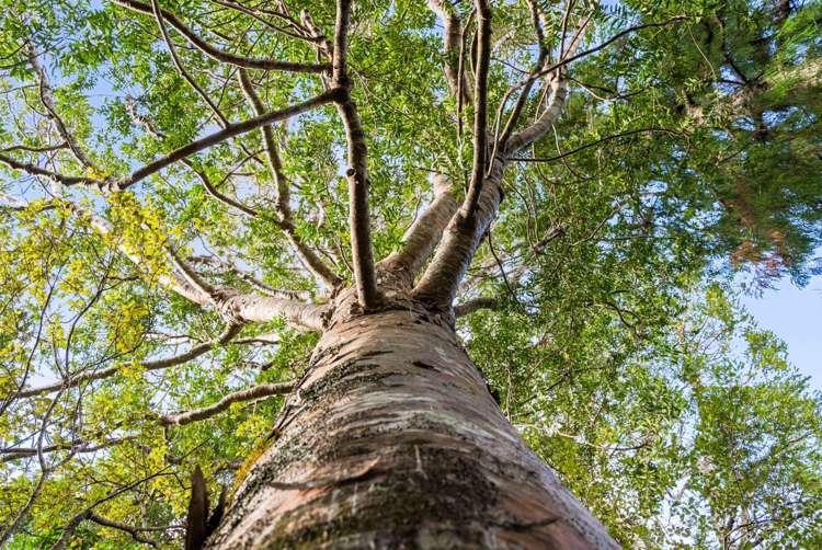 320 Upper Waiwera Road Puhoi_27