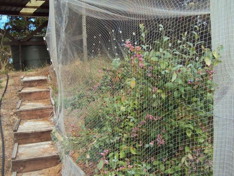 600 Jubilee Road Hukerenui and Surrounds_6