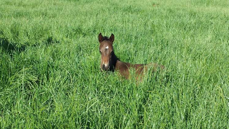 140 Hudsons Road Lincoln_29