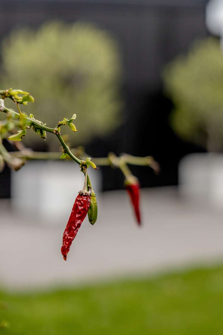 30 Ridge Drive Omokoroa_28