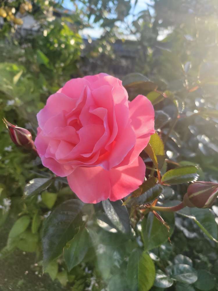 17 Hakanoa Street Huntly_36