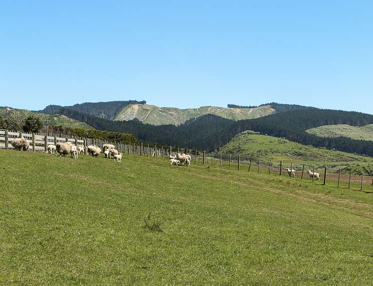 32 Hull Road Te Kohanga_9