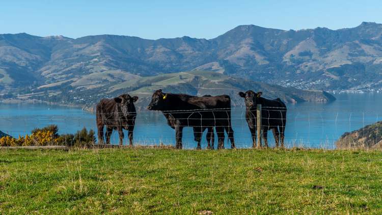 5162 Christchurch Akaroa Road French Farm_30